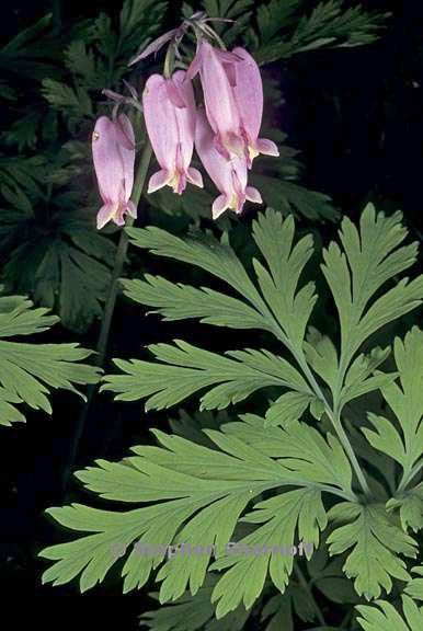 dicentra formosa 1 graphic